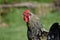 Rooster with dark feathers