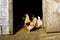 Rooster in doorway of chicken house