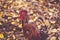 Rooster on fallen leaves in the aviary. Brown rooster walking on a pile of dry leaves in an aviary on an autumn day on a