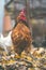 Rooster on fallen leaves in the aviary. Brown rooster walking on a pile of dry leaves in an aviary on an autumn day on a