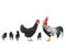 Rooster and family chicken isolated