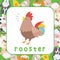 Rooster the farm animal flashcards for kids. Learning the farm animals name.