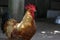 Rooster. Farm bird. Fowl. Colorful plumage farm animal. Rooster in his henhouse. Close up. Hens and chicks. Flightless bird. Red c