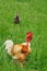 Rooster in the farm of Canon castle in Normandie