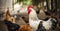 Rooster on farm running free. Domestic cock bird in the country side. Chicken portrait with rural background