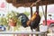 A rooster on a farm stands on an iron railing