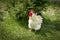 rooster feeding on rural barnyard on green grass. Hens on backyard in free range poultry eco farm. poultry farming
