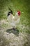 Rooster feeding on rural barnyard on green grass. Hens on backyard in free range poultry eco farm. poultry farming concept.chicken