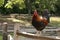 Rooster on a fence