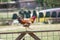 Rooster on fence