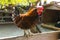 Rooster on fence