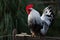 A rooster on a fence