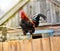 Rooster on a fence in the village