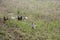 Rooster at the field with his pack