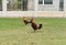 Rooster is finding food on a ground