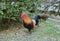 Rooster is finding food on a ground