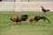 Rooster is finding food on a ground