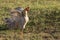 Rooster Flapping Wings