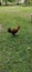 A rooster foraging in the grass during a day
