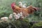 A rooster are foraging with a number of chicks on a moss-covered ground.