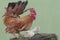 A rooster is foraging with a number of chicks on a moss-covered ground.