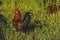 Rooster and free hens in the field in an eco farm