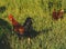 Rooster and free hens in the field in an eco farm