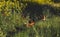 Rooster and free hens in the field in an eco farm in spring