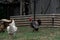 Rooster free range in the backyard
