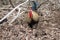 Rooster Gallus gallus domesticus foraging, The Nublo Rural Park.