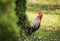 Rooster in the garden