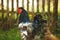 Rooster in the garden, close-up portrait. Growing poultry.