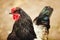 Rooster in the garden, close-up portrait. Growing poultry.