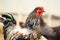 Rooster in the garden, close-up portrait. Growing poultry.