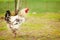 Rooster in the garden, close-up portrait. Growing poultry.