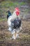 Rooster on a gray autumn background