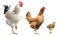 Rooster, hen and chicken, isolated