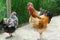 Rooster and hen, colorful cockerel and speckled hen in farmyard