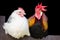 Rooster and hen couple