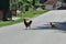 Rooster and hen crossing the street