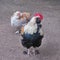 Rooster and hen in the domestic yard, a domesticated fowl