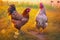 Rooster and hen in the meadow at sunset, close up