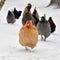 Rooster and hen walk on snow in wintery landscape.