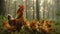 Rooster and hens forage in woods, rooster displays distress as journey concludes