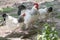 Rooster and hens, freeranging white and black cockerel and hens in farmyard