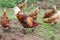 The rooster and hens peck a forage