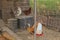 A rooster and hens standing in a chicken coops metal fence.