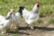 Rooster and hens, white and black feathered rooster and hens