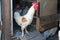 A rooster on a home farm in a chicken coop