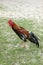 Rooster on house compound